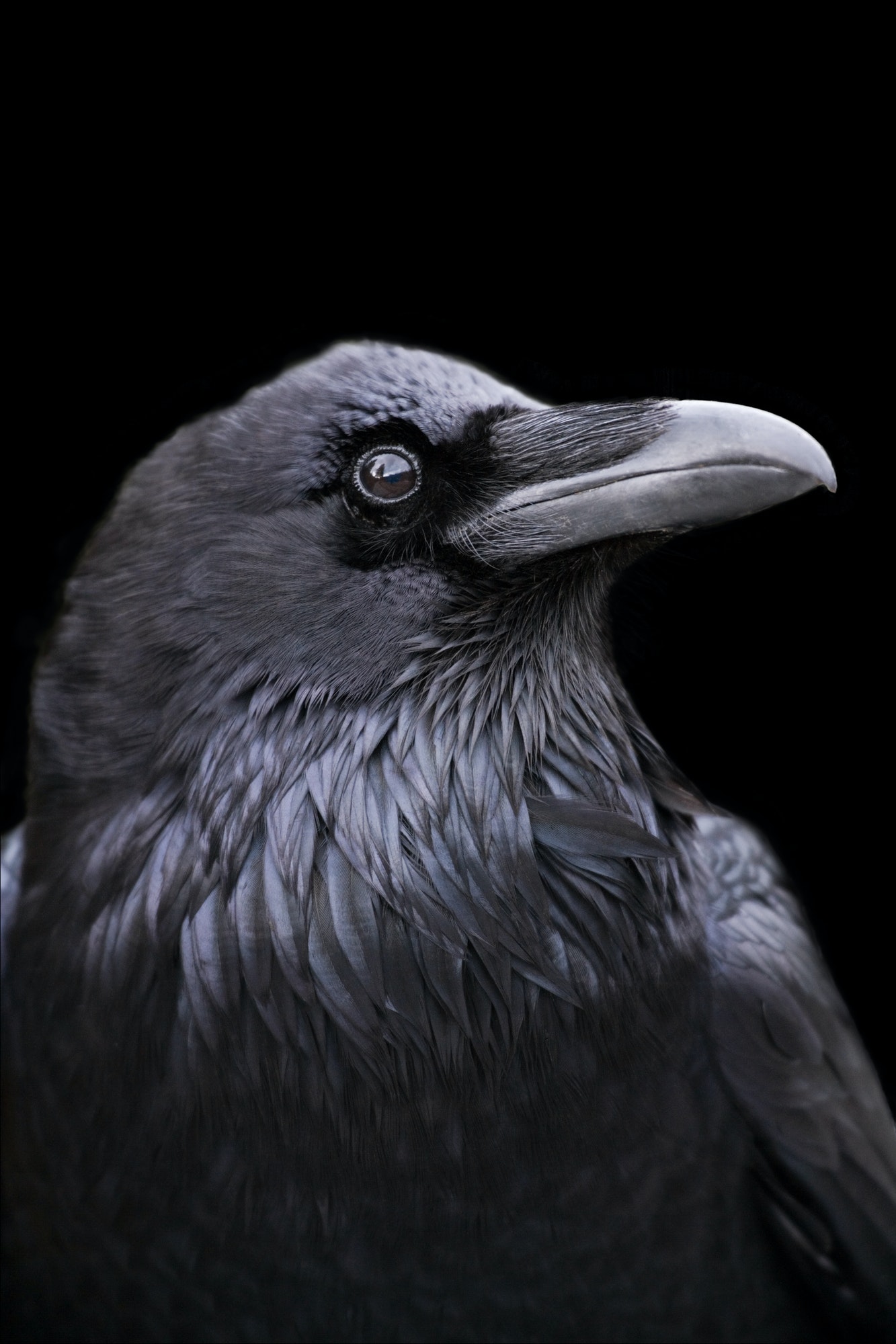 Profile of a Raven with a black background, California.