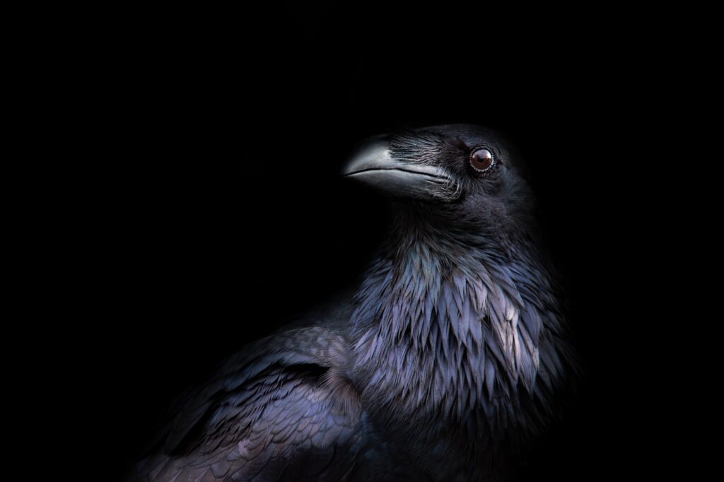 Fun Facts About Ravens